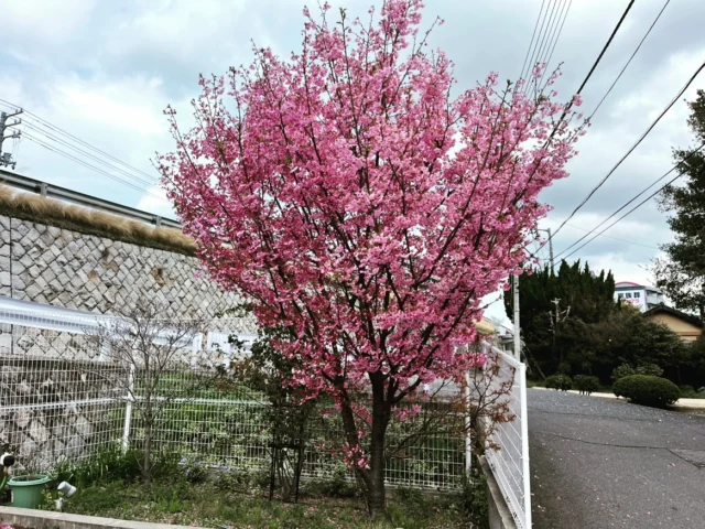 2026.3.31　陽光桜✨

会社の陽光桜が満開です。明日から新年度！当社も2名の新入社員を迎えることになっています。気持ち新たに明日からもがんばりましょう🌈

#後藤設備工業　#みずらぼ高松サンフラワー通り店　#みずらぼ松山東店　#陽光桜　#満開　#新年度
